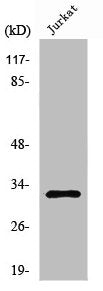 Western Blot analysis of K562 cells using Neuralized-2 Polyclonal Antibody