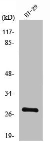 Western Blot analysis of HT29 cells using Neurexophilin-3 Polyclonal Antibody