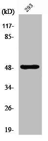 Western Blot analysis of Jurkat cells using Neuro D2 Polyclonal Antibody