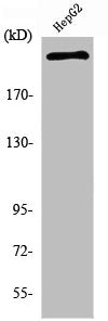 Western Blot analysis of HepG2 cells using Neurofibromin Polyclonal Antibody
