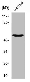 Western Blot analysis of HeLa cells using Neuroglycan C Polyclonal Antibody