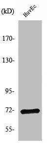 Western Blot analysis of HuvEc cells using NF2 Polyclonal Antibody