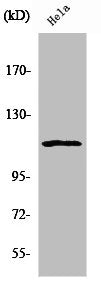 Western Blot analysis of HeLa cells using NFATc3 Polyclonal Antibody