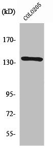Western Blot analysis of COLO205 cells using NFATc4 Polyclonal Antibody