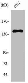 Western Blot analysis of COS7 cells using NFRκB Polyclonal Antibody