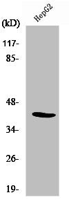 Western Blot analysis of COLO205 cells using NF-YA Polyclonal Antibody