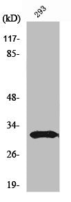 Western Blot analysis of 293 cells using NF-YB Polyclonal Antibody