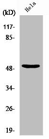 Western Blot analysis of 293 cells using NF-YC Polyclonal Antibody