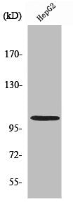 Western Blot analysis of COLO205 cells using NFκB-p105 Polyclonal Antibody