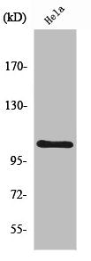 Western Blot analysis of HeLa cells using NFκB-p105 Polyclonal Antibody