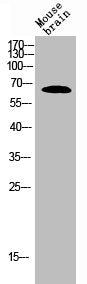 Western Blot analysis of MOUSE-BRAIN cells using NFκB-p65 Polyclonal Antibody