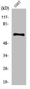 Western Blot analysis of COS7 cells using NFκB-p65 Polyclonal Antibody