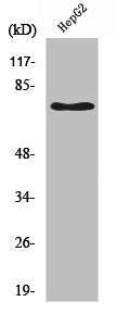 Western Blot analysis of HepG2 cells using NGFR p75 Polyclonal Antibody