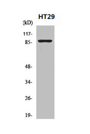 Western Blot analysis of HT29 cells using Nibrin Polyclonal Antibody