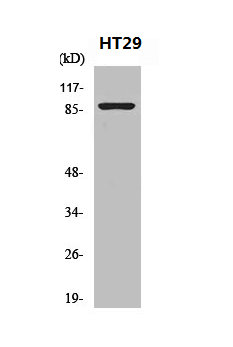 Western Blot analysis of HT29 cells using Nibrin Polyclonal Antibody