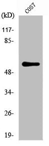 Western Blot analysis of COS7 cells using NIPA Polyclonal Antibody