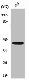 Western Blot analysis of A549 cells using NKp46 Polyclonal Antibody