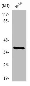 Western Blot analysis of COLO205 cells using Nkx-2.4 Polyclonal Antibody