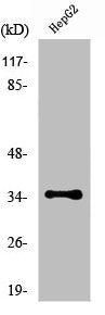 Western Blot analysis of HepG2 cells using Nkx-3.1 Polyclonal Antibody