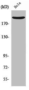 Western Blot analysis of HeLa cells using Nogo A Polyclonal Antibody