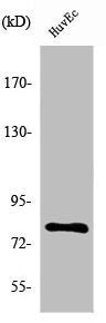 Western Blot analysis of HuvEc cells using NOL10 Polyclonal Antibody