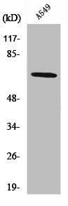 Western Blot analysis of A549 cells using Nox3 Polyclonal Antibody