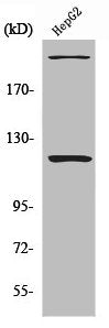 Western Blot analysis of HepG2 cells using NP220 Polyclonal Antibody
