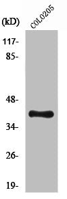 Western Blot analysis of COLO205 cells using NPM Polyclonal Antibody