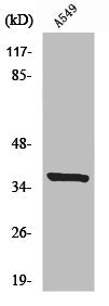 Western Blot analysis of A549 cells using NRBF-2 Polyclonal Antibody