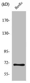 Western Blot analysis of HuvEc cells using Nrf2 Polyclonal Antibody