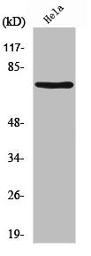 Western Blot analysis of HeLa cells using Nrf3 Polyclonal Antibody