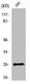 Western Blot analysis of 293 cells using Nrl Polyclonal Antibody
