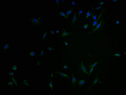 Immunofluorescence staining of U251 cells with CSB-PA003490LA01HU at 1:100, counter-stained with DAPI. The cells were blocked in 10% normal Goat Serum and incubated with the antibody overnight at 4°C. The secondary antibody was Alexa Fluor 488-con...
