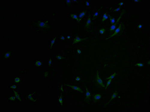 Immunofluorescence staining of U251 cells with CSB-PA003490LA01HU at 1:100, counter-stained with DAPI. The cells were blocked in 10% normal Goat Serum and incubated with the antibody overnight at 4°C. The secondary antibody was Alexa Fluor 488-con...