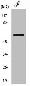 Western Blot analysis of COS7 cells using Nur77 Polyclonal Antibody