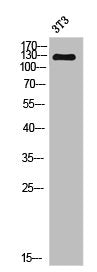 Western Blot analysis of 3T3 cells using NY-CO-1 Polyclonal Antibody