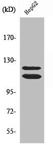 Western Blot analysis of HepG2 cells using NY-CO-9 Polyclonal Antibody