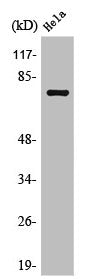 Western Blot analysis of HepG2 cells using OATP1 Polyclonal Antibody