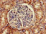 Immunohistochemistry of paraffin-embedded human kidney tissue using CSB-PA003497LA01HU at dilution of 1:100