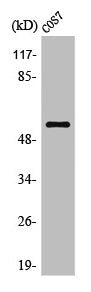 Western Blot analysis of COS7 cells using OBCAM Polyclonal Antibody