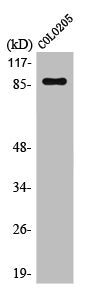 Western Blot analysis of COLO205 cells using Oct-1 Polyclonal Antibody