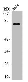Western Blot analysis of HeLa cells using Oct-1 Polyclonal Antibody