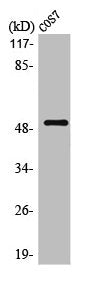 Western Blot analysis of COS7 cells using Oct-2 Polyclonal Antibody