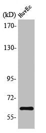 Western Blot analysis of HT29 cells using OCT3 Polyclonal Antibody