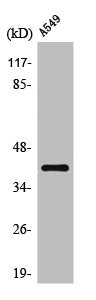 Western Blot analysis of A549 cells using Oct-6 Polyclonal Antibody