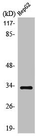 Western Blot analysis of HepG2 cells using ODC Polyclonal Antibody