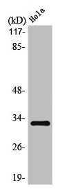 Western Blot analysis of HeLa cells using Olfactory receptor 10AD1 Polyclonal Antibody