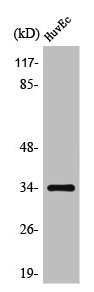 Western Blot analysis of COLO205 cells using Olfactory receptor 10G2 Polyclonal Antibody
