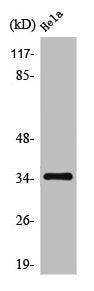 Western Blot analysis of MCF7 cells using Olfactory receptor 10G4 Polyclonal Antibody