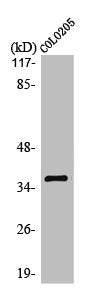 Western Blot analysis of COLO205 cells using Olfactory receptor 10G6 Polyclonal Antibody